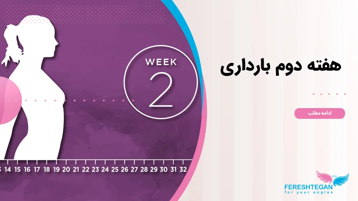 هفته دوم بارداری