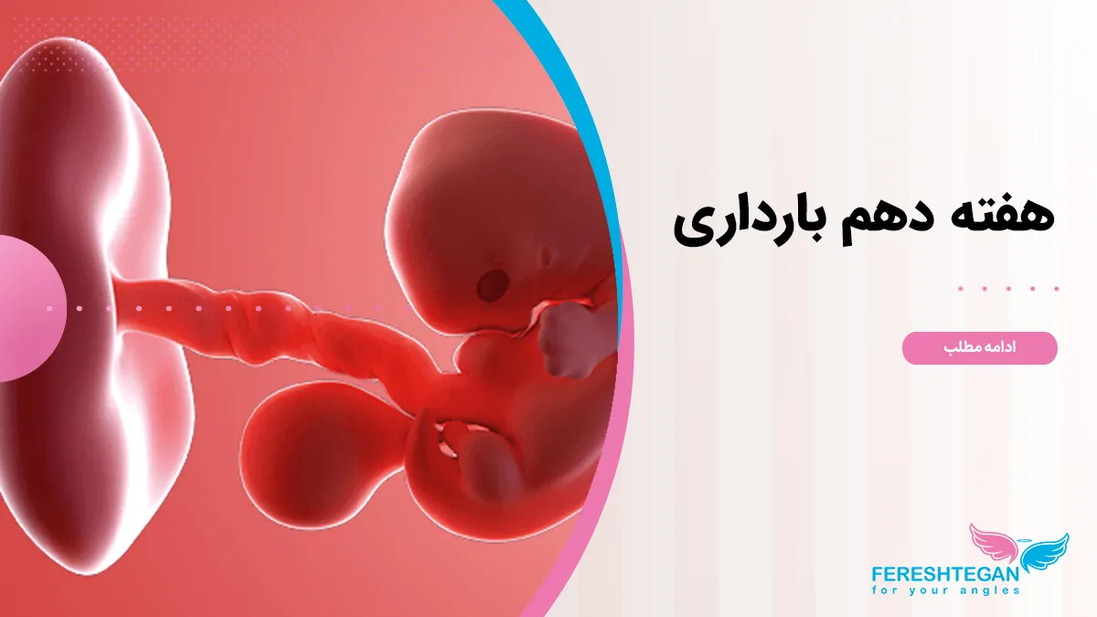 هفته دهم بارداری