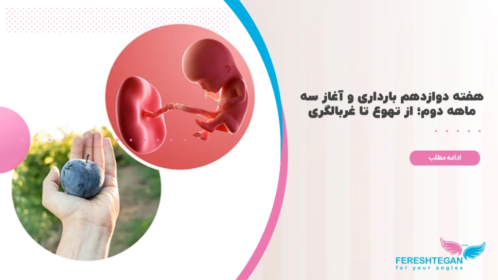 هفته دوازدهم بارداری