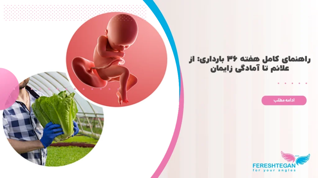 هفته ۳۶ بارداری