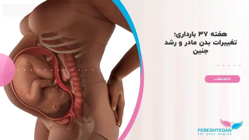 هفته ۳۷ بارداری
