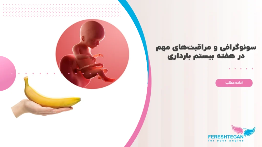 هفته بیستم بارداری
